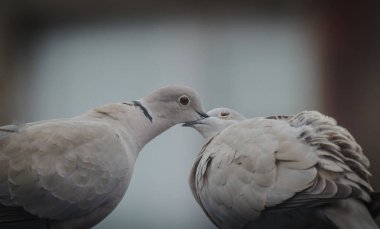 Manzara Kisses aşk denir