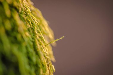 Mecazi natürmort Protesto