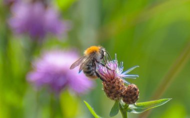 Bumblebee bir çiçek nektar toplar