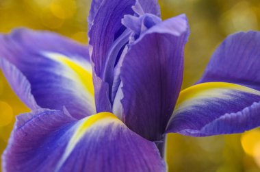 iris çiçeği makro çekim