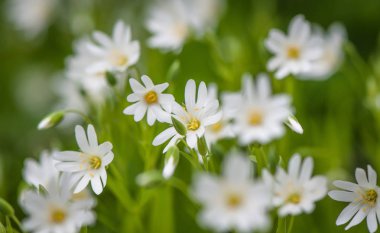 Süt shake denilen manzara