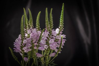 Natürmort opera için denir