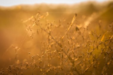 Altın sıcaklık denilen manzara