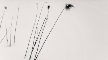 Mecazi natürmort Dezavantajlı