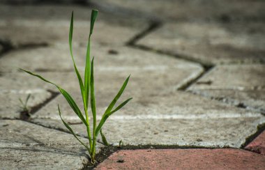 Yeşil güç olarak adlandırılan manzara