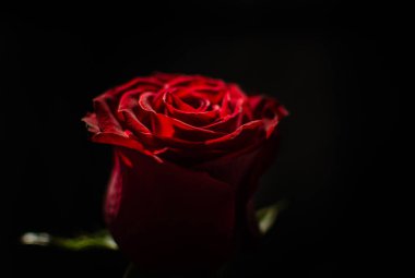 Lüks Kırmızı Gül Makro