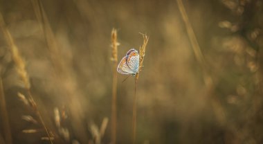 Ağırlıksızlık Düzeyi olarak adlandırılan peyzaj