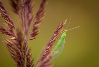 Göz altı rengi olarak adlandırılan manzara