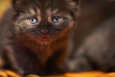 Kabarık safkan bir kedi yavrusu portresi