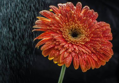 Gerbera çiçek makro çekim