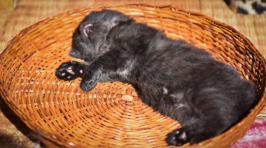 Kabarık safkan bir kedi yavrusu portresi