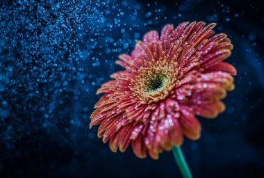 Lüks Kırmızı gerbera Makro