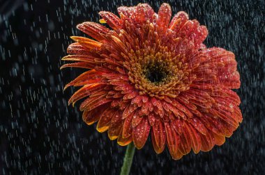 Gerbera çiçek makro çekim