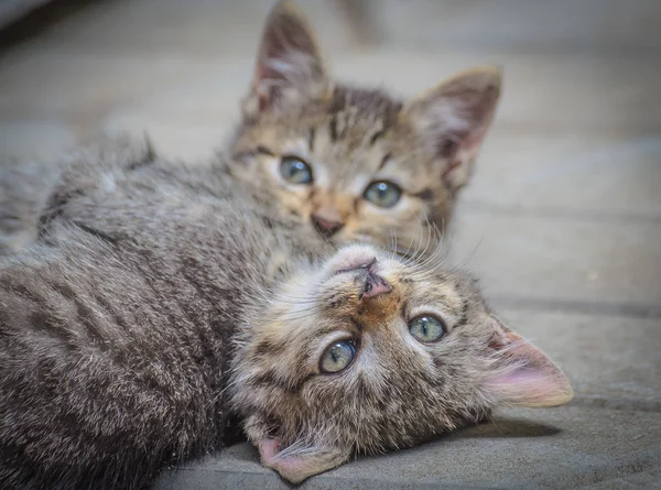 Kabarık safkan bir kedi yavrusu portresi