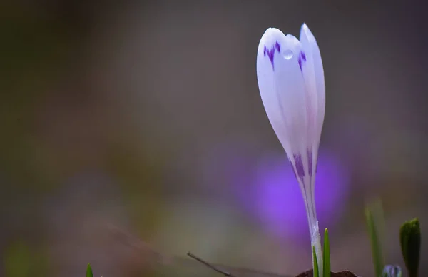 Dzikie Crocus Makro Strzał — Zdjęcie stockowe