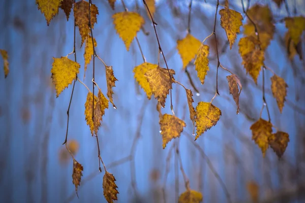 Landscape Called Tragedy Nature — Stock Photo, Image