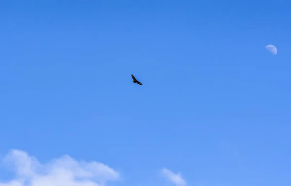 Águia Lua Branco — Fotografia de Stock