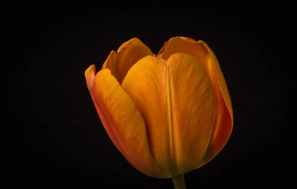 Hermoso Tulipán Macro Tiro — Foto de Stock