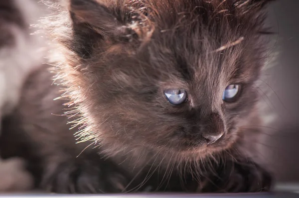 Portrait Fluffy Thoroughbred Kitten — Stock Photo, Image