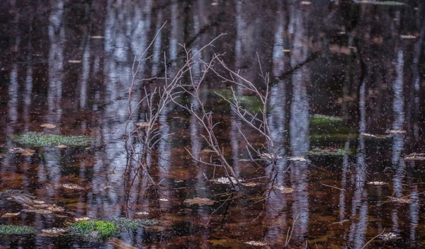 Landschaft Die Der Graue Sumpf Genannt Wird — Stockfoto