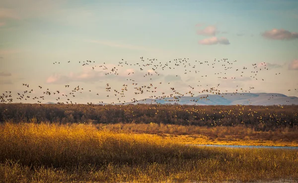 Landschaft Namens Sonnige Transkarpatien — Stockfoto