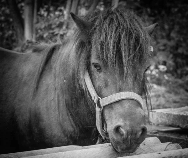 Look Avec Une Longueur Forelock — Photo