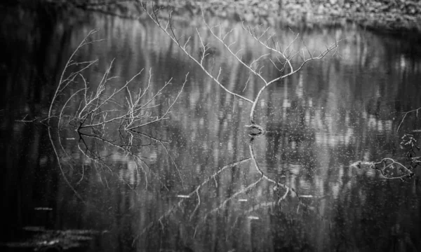 Landschap Genaamd Forest Lake — Stockfoto