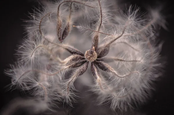 Flor Salvaje Macro Disparo — Foto de Stock