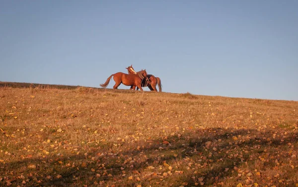 Paisaje Llamado Juegos Amor — Foto de Stock