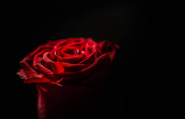 Luxurious Red Rose Macro