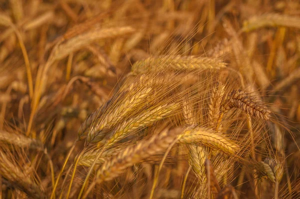 Paisaje Llamado Oro Ucrania —  Fotos de Stock