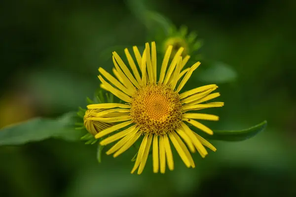 Macro Fiore Selvatico — Foto Stock