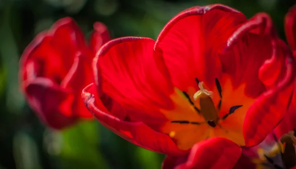 Lussuoso Tulipano Rosso Macro — Foto Stock