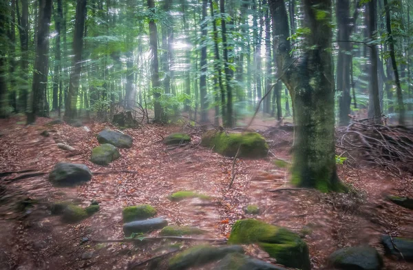 Landschaft Stürmischen Wald Genannt — Stockfoto