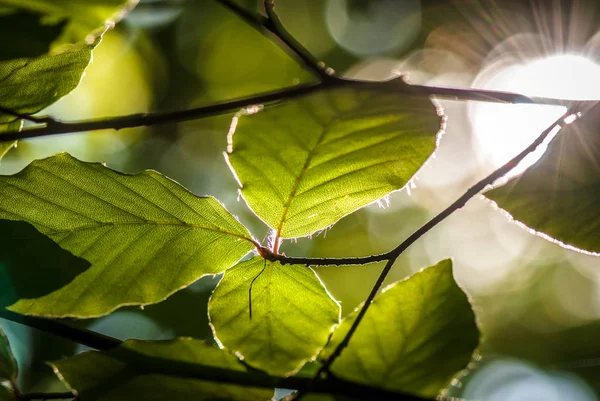 Tájképi Elnevezésű Nyári Sátor — Stock Fotó