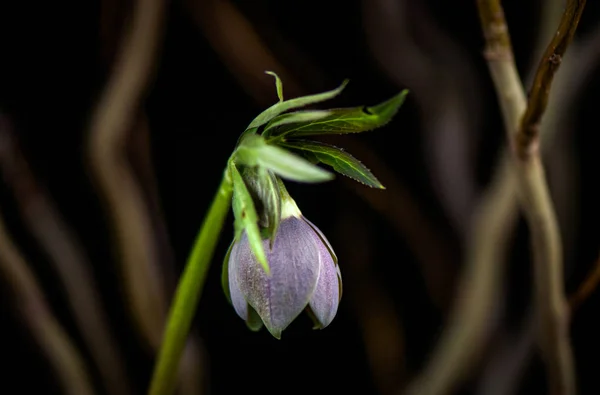 Flori Sălbatice Macro Shot — Fotografie, imagine de stoc