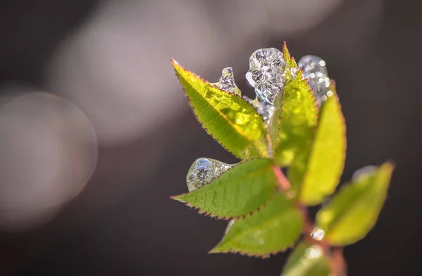 Inverno Orvalho Macro — Fotografia de Stock