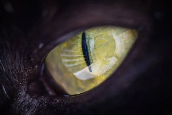 25,941 Beautiful Cat's Eye Royalty-Free Images, Stock Photos