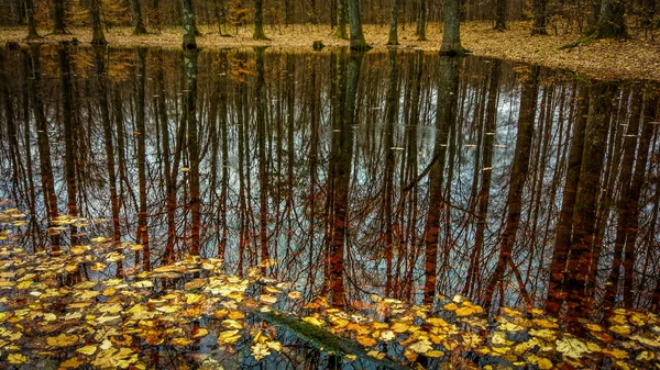 Landschaft Namens Waldgold — Stockfoto