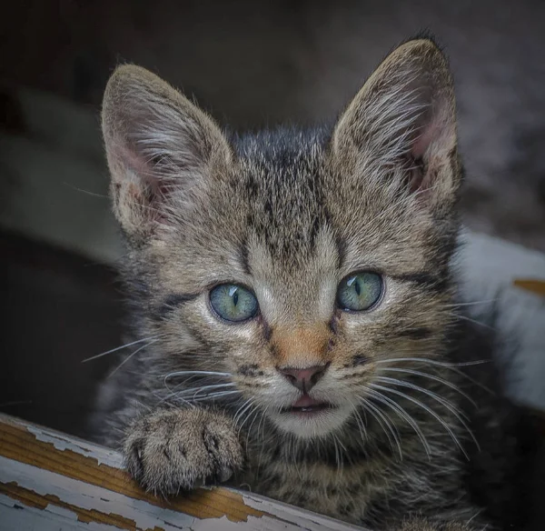 Porträtt Fluffigt Fullblods Katt — Stockfoto