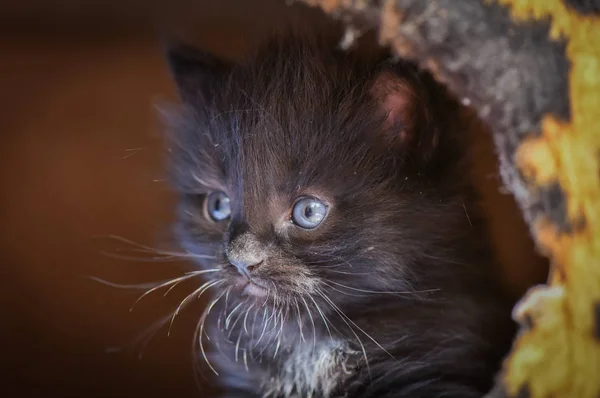 Portrait Fluffy Thoroughbred Kitten — Stock Photo, Image