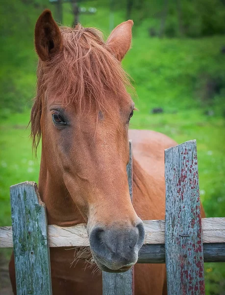 Portrait Red Domestic Horse Stock Image