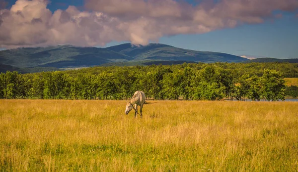 Landscape Called Land Ukraine — Stock Photo, Image