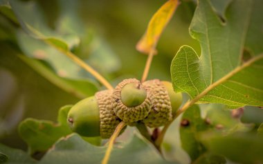 Velor bereleri denilen manzara