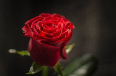 Lüks Kırmızı Gül Makro