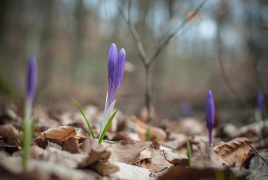 Yabani çiçek makro çekim