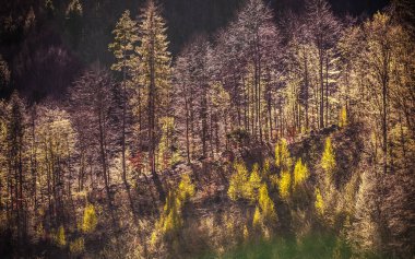 Saydam orman adı verilen peyzaj