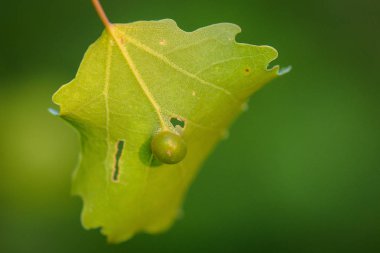 Manzara Sad palyaço denir