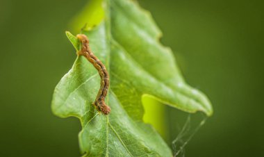 Bir sopa iki ucu denilen Manzara