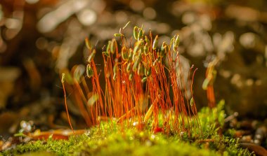 İlk doğan adlı manzara